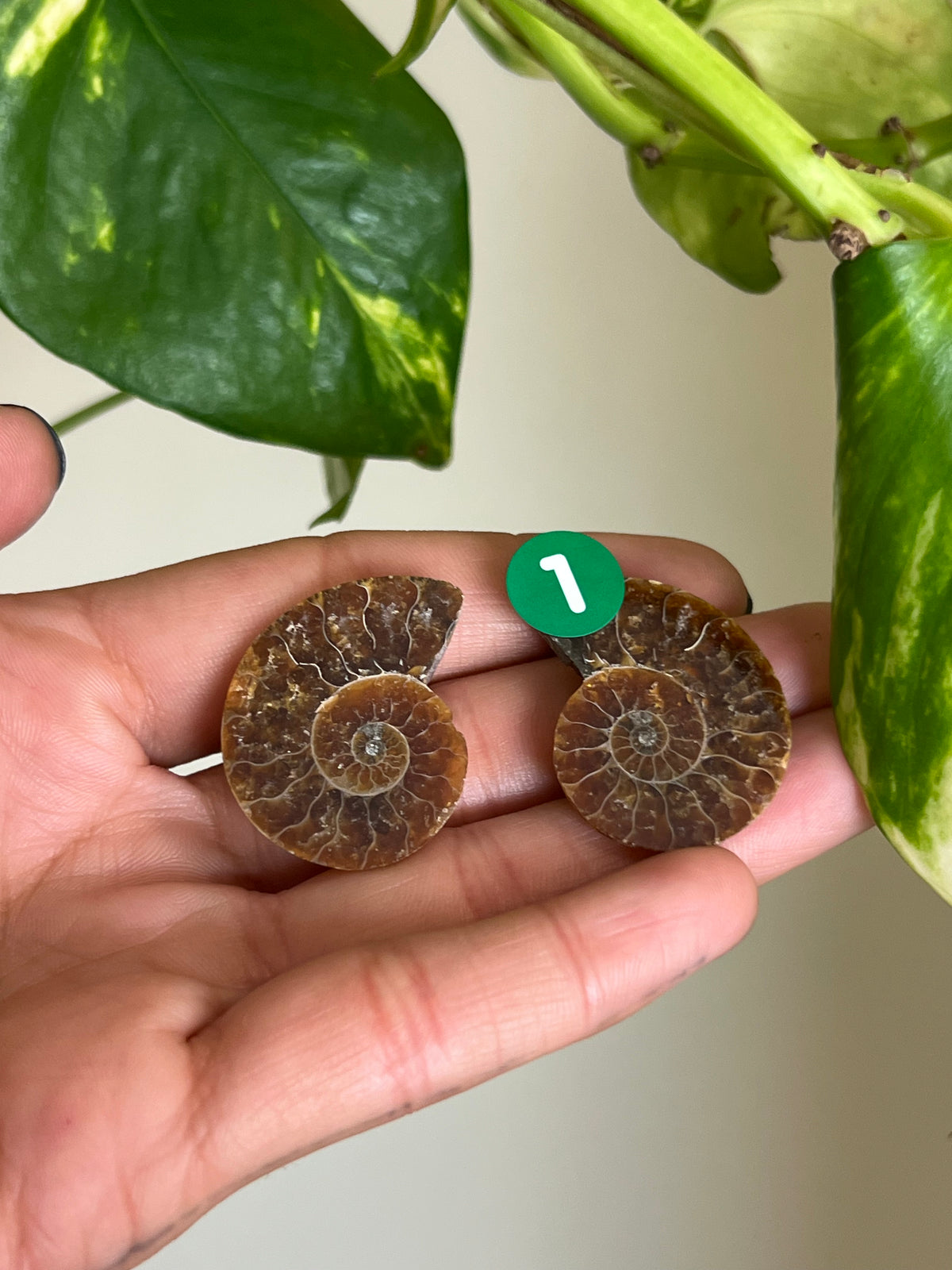 Ammonite Fossil Matching Set - 1
