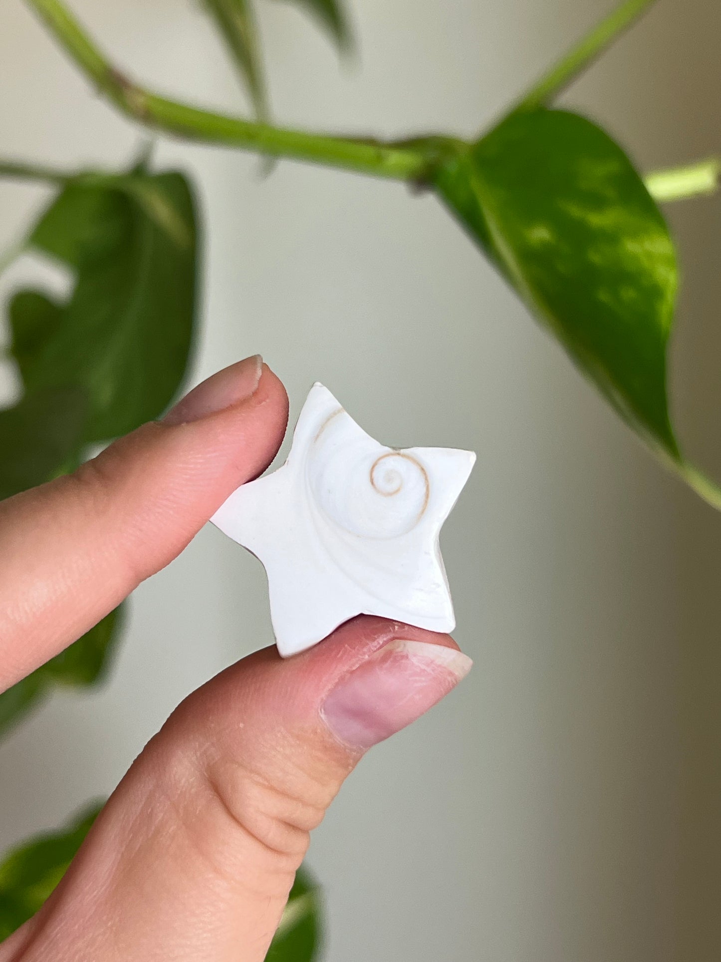 Pacific Cats Eye Shell Stars