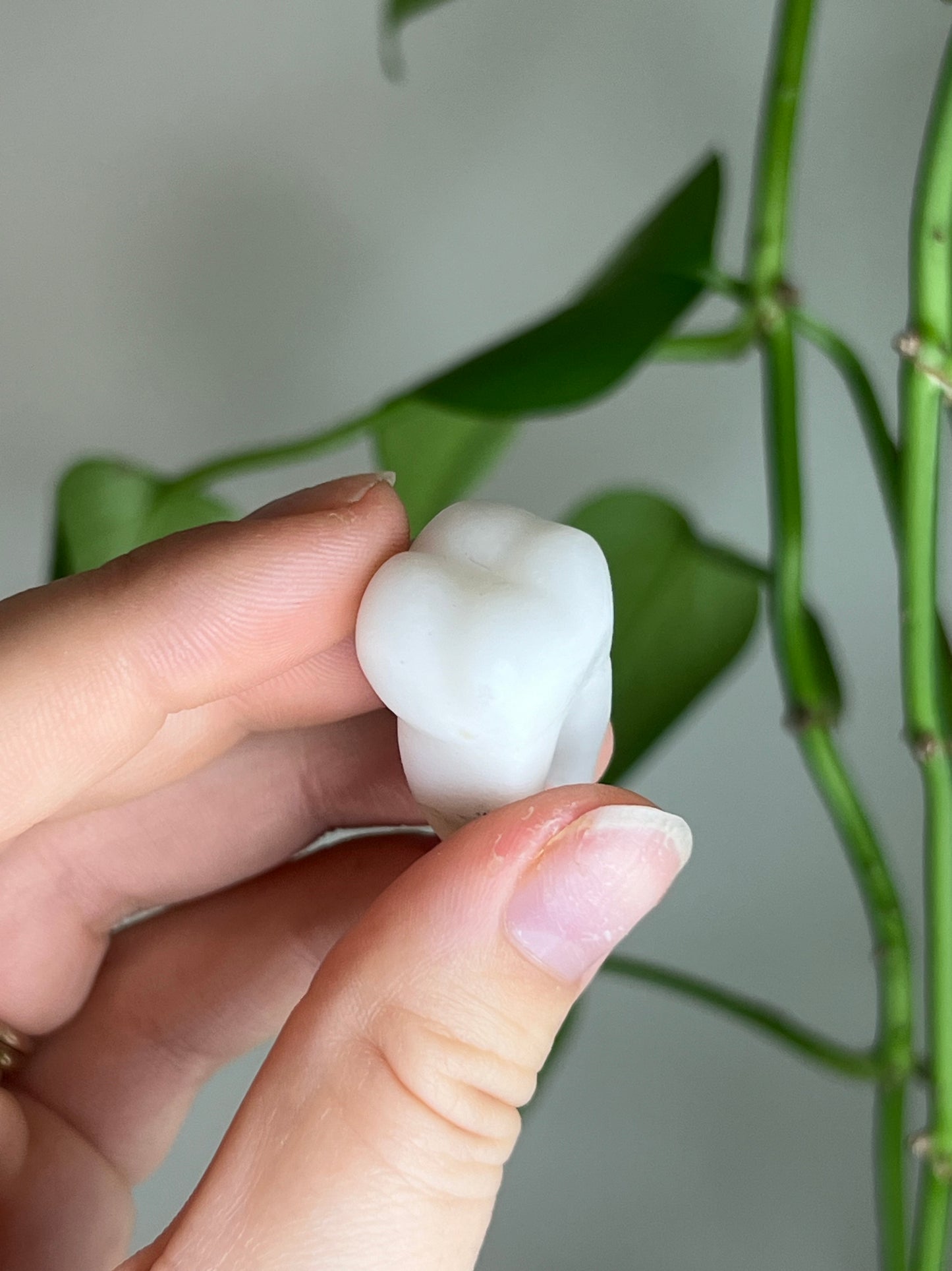 White Jade Tooth