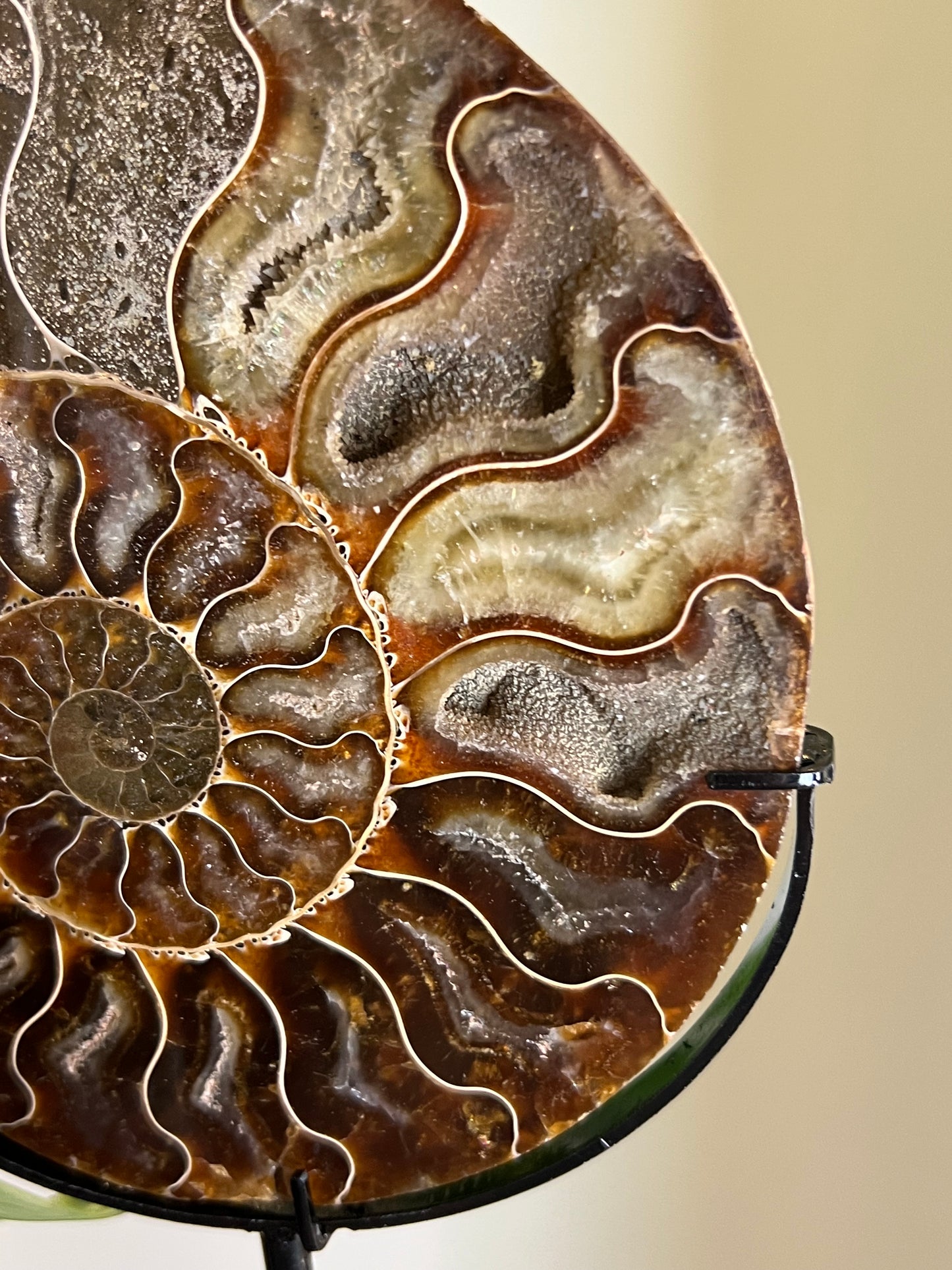 Ammonite Druzy Fossil on Stand