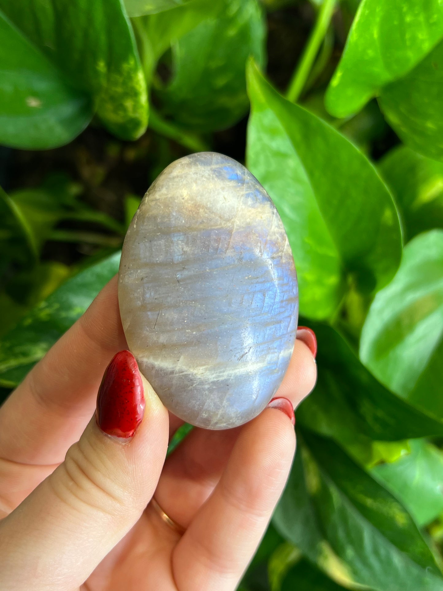 Flashy Moonstone Small Palm