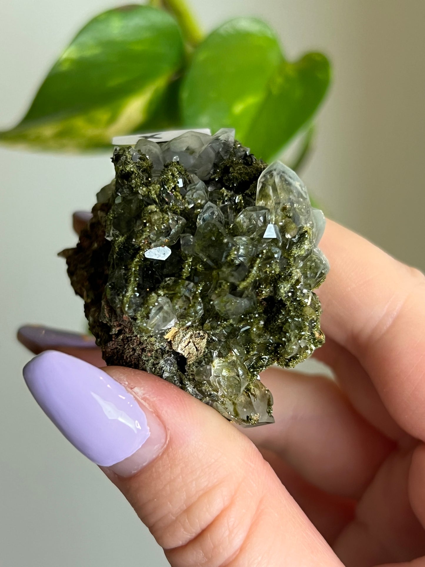 Forest Epidote Quartz Cluster - X