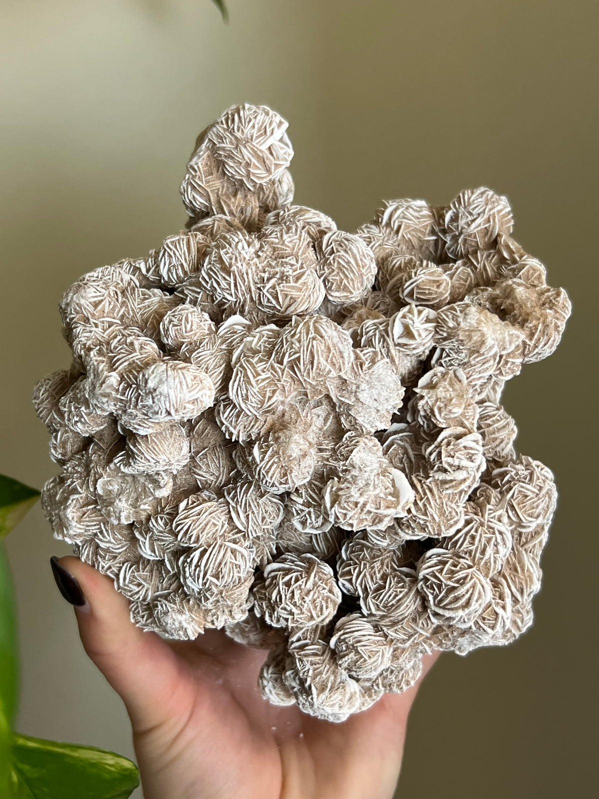 Desert Rose Selenite