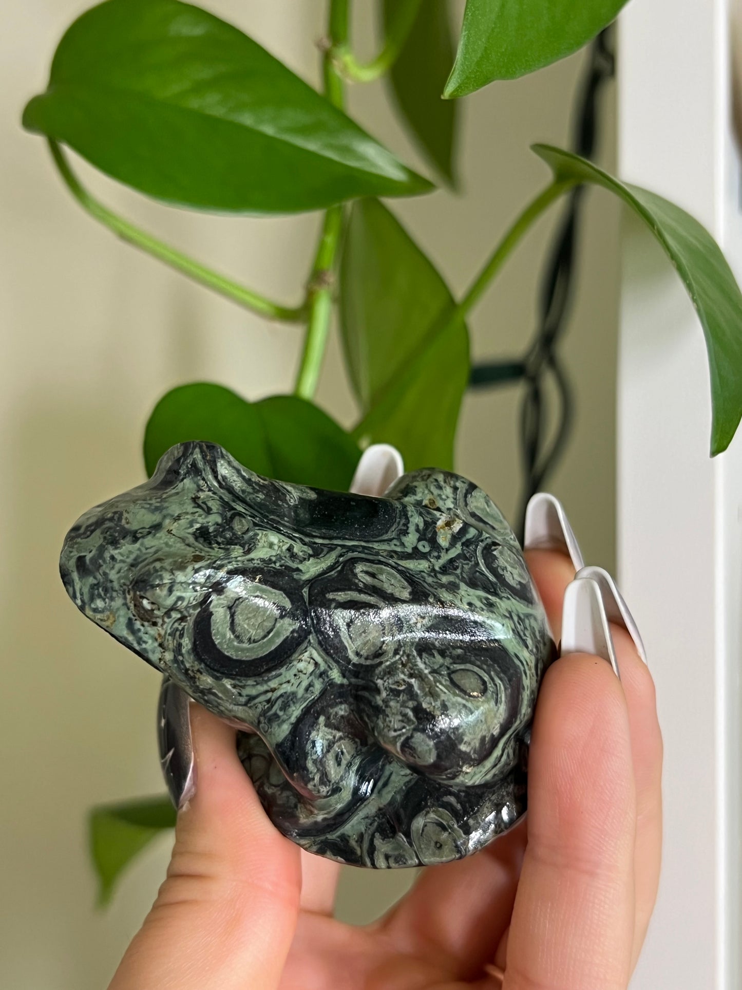 Kambaba Jasper Toad