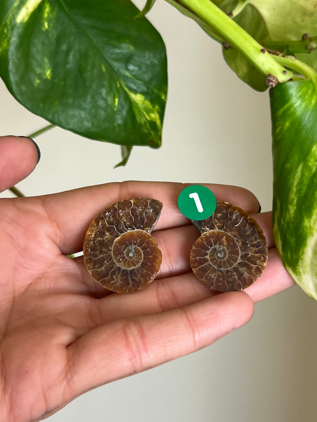 Ammonite Fossil Matching Set - 1