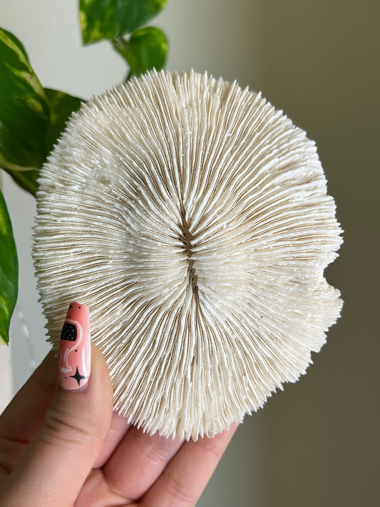 Mushroom Coral 🍄‍🟫🪸