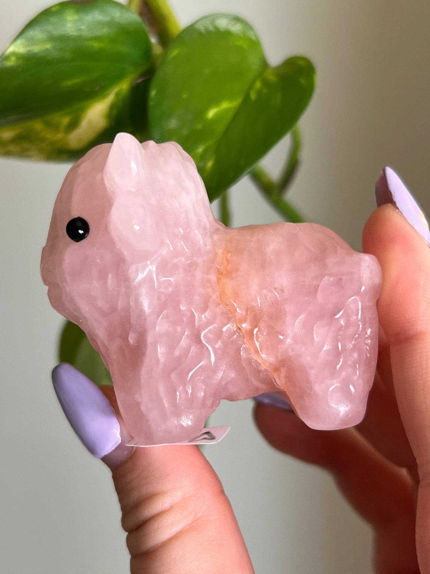 Rose Quartz Highland Cow