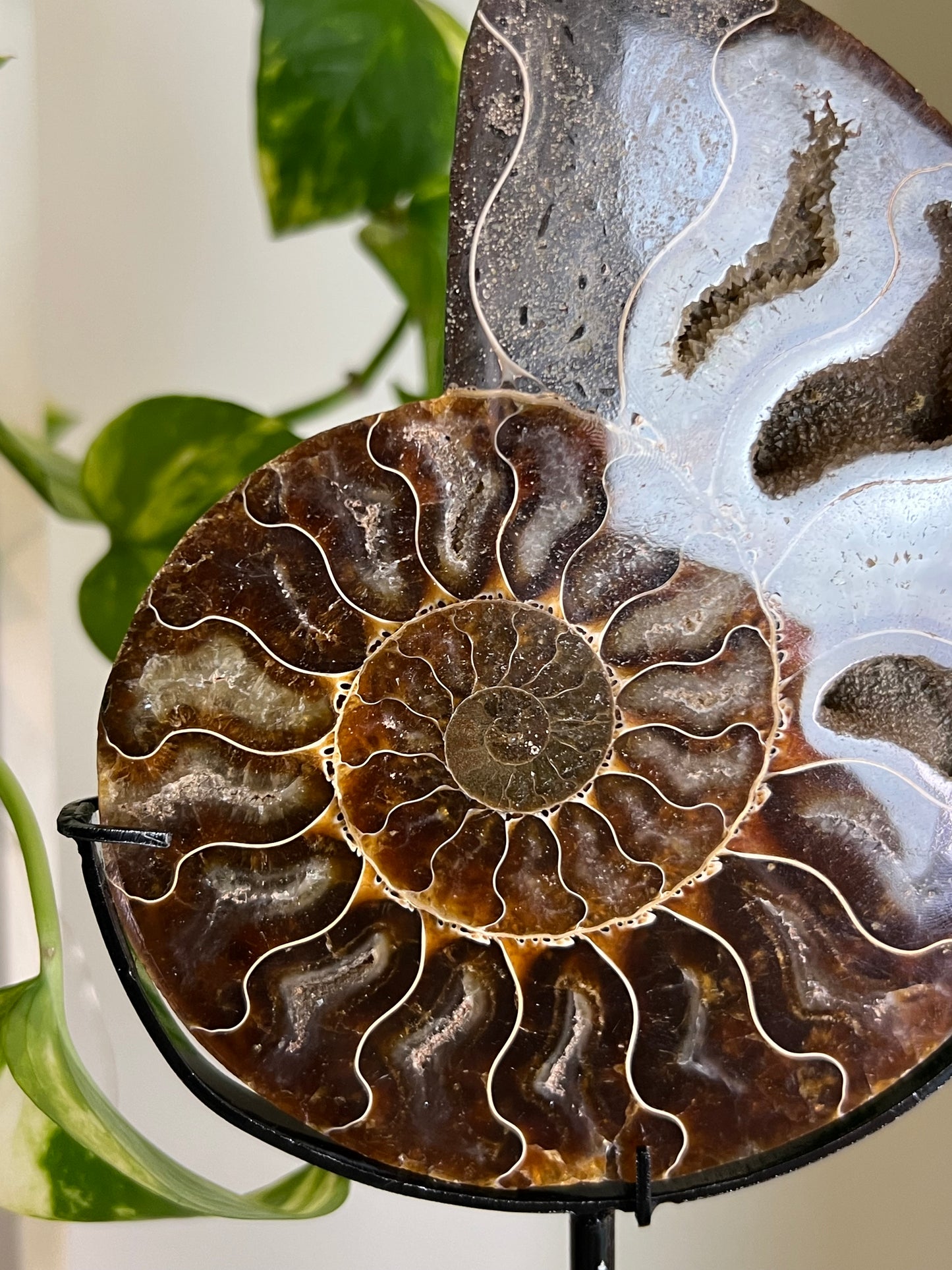 Ammonite Druzy Fossil on Stand