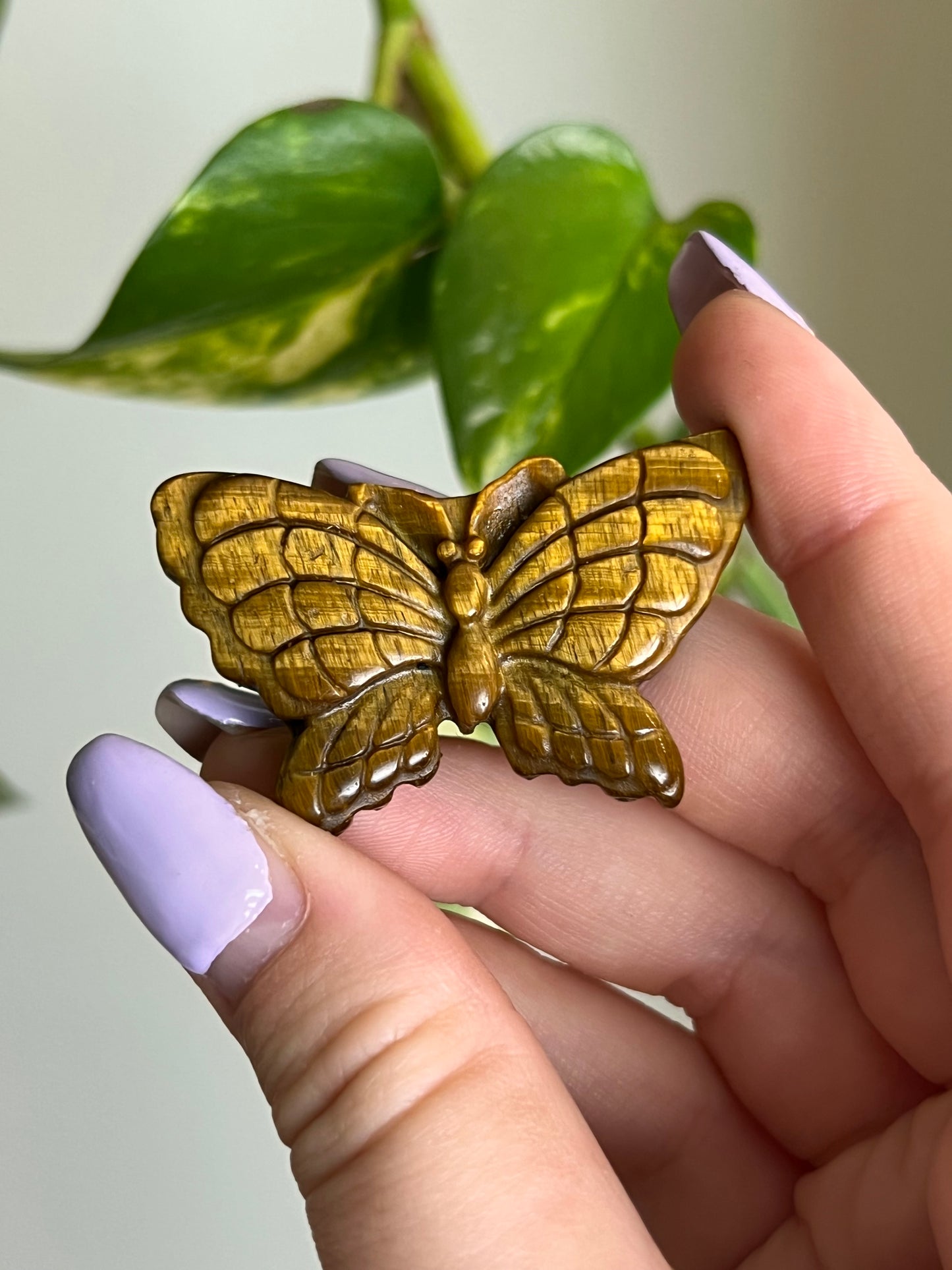 Tigers Eye Butterfly