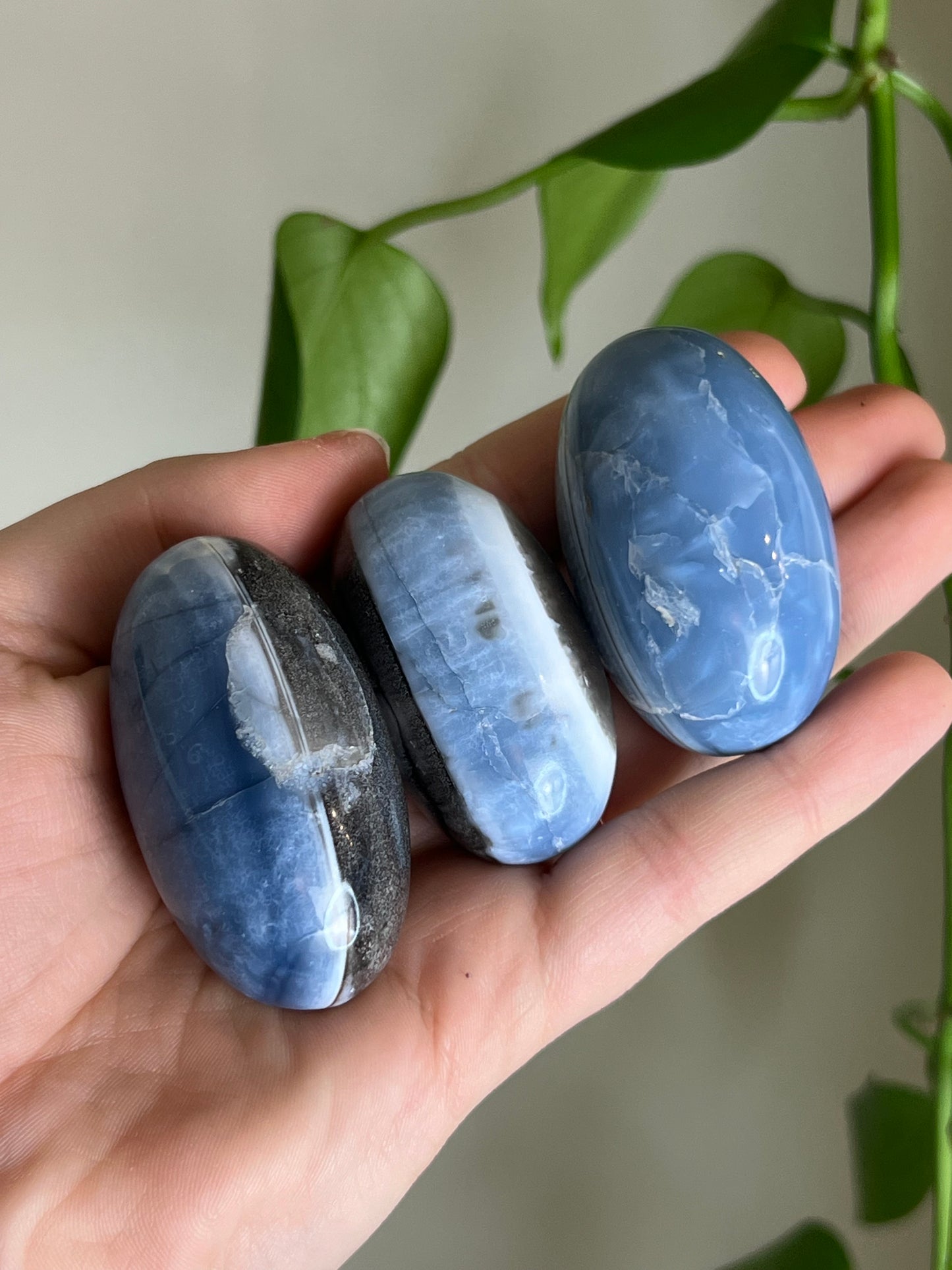 Blue Opal Shivas