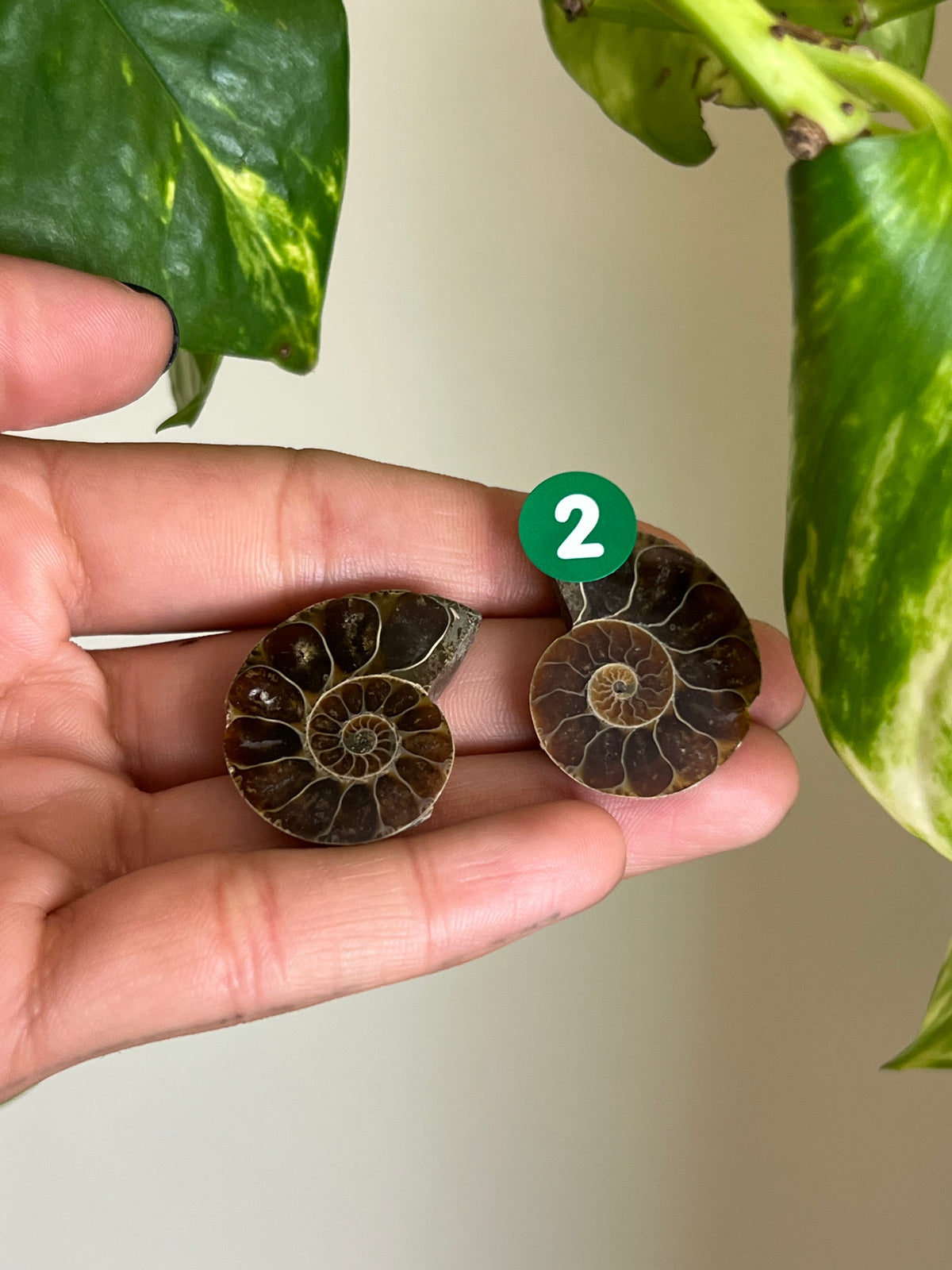 Ammonite Fossil Matching Set - 2