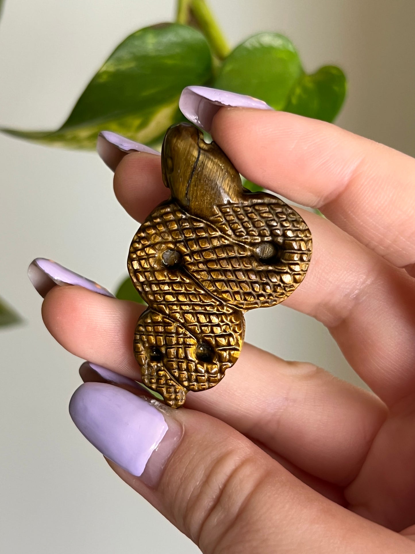 Tigers Eye Snake