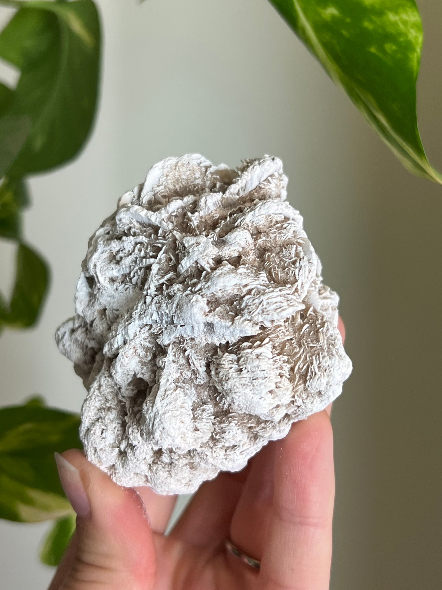 Desert Rose Selenite Cluster