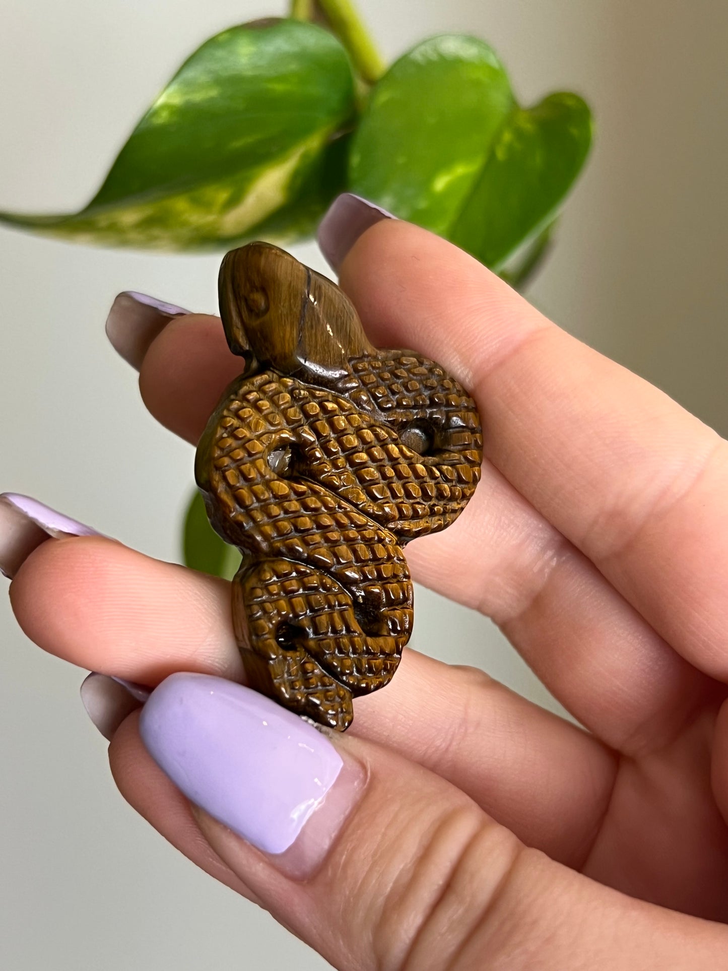 Tigers Eye Snake