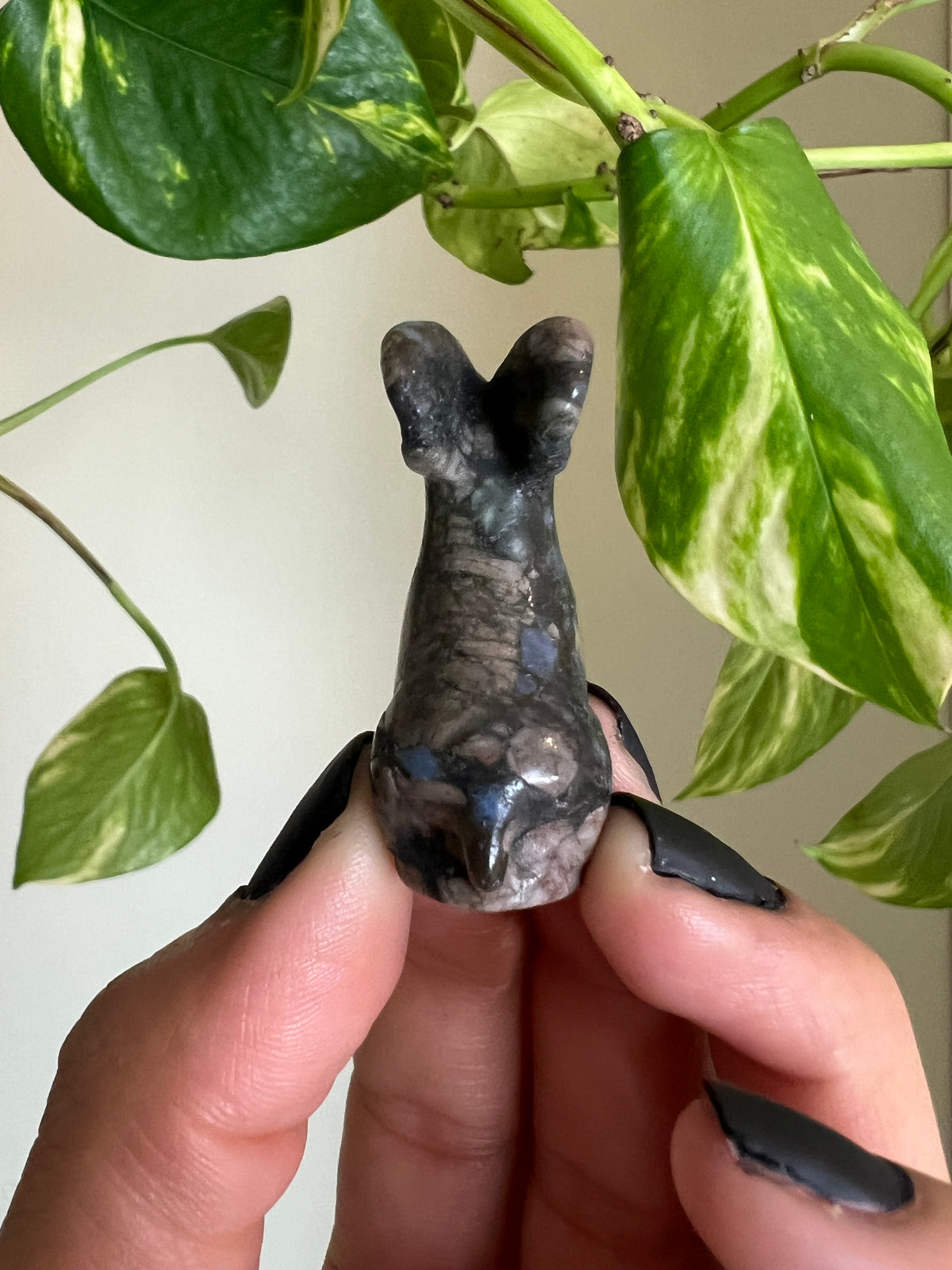 Rhyolite Goat