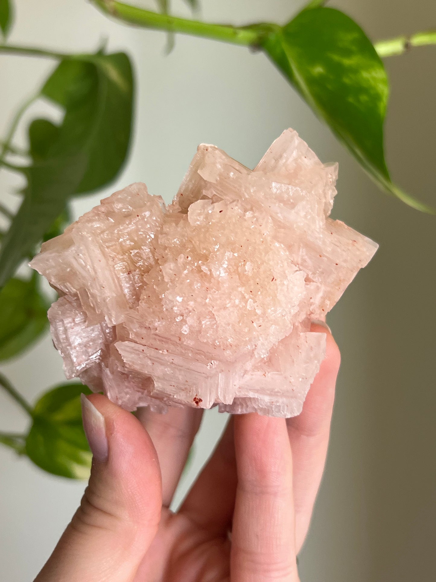 Pink Halite "Flower" Cluster 🌸