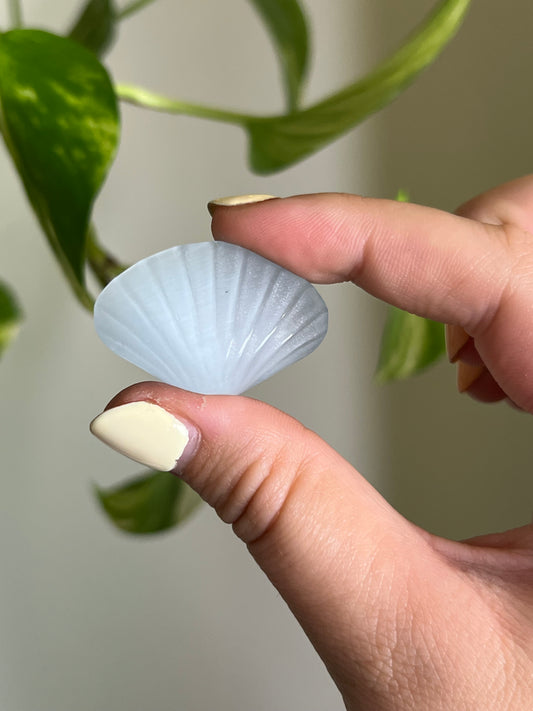 Pastel Blue Cats Eye Shell