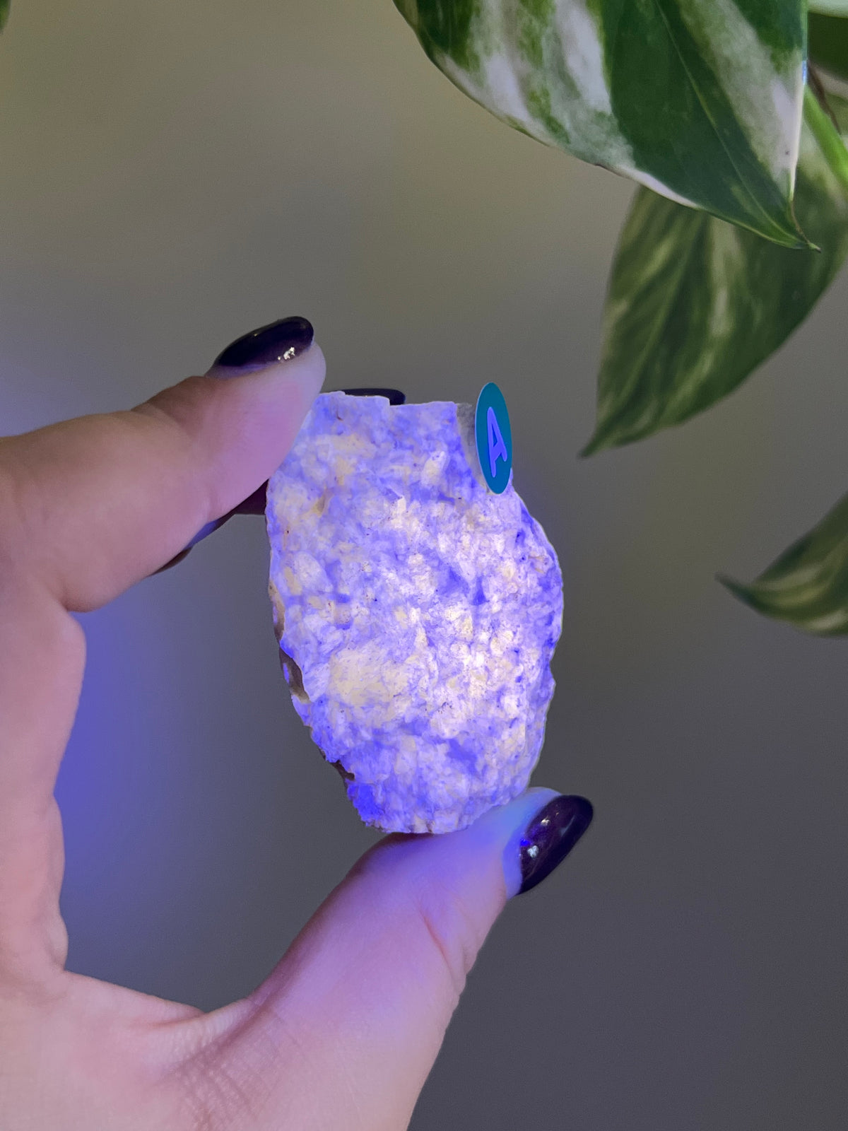 UV Reactive Meionite Scapolite Specimen - A
