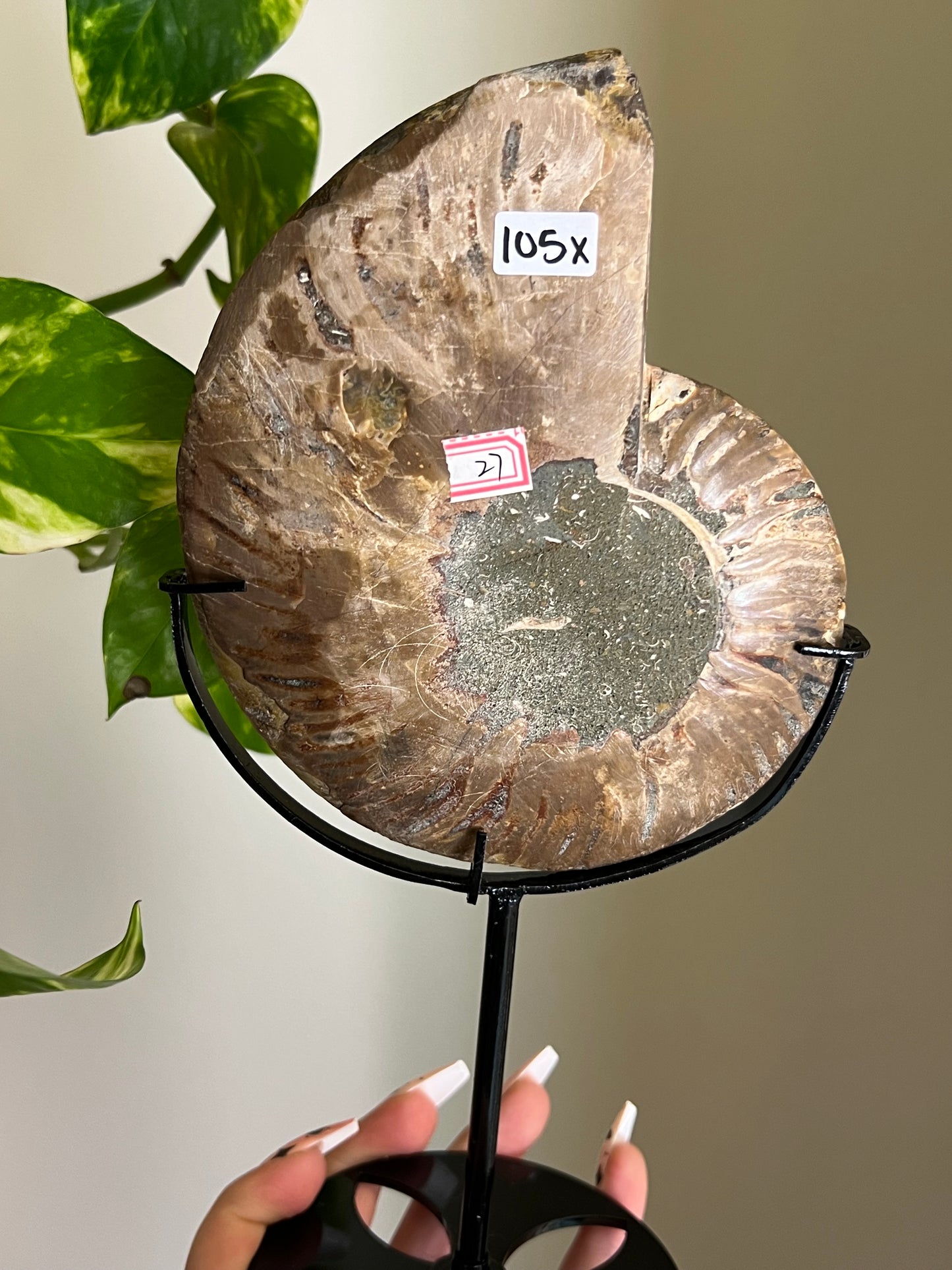 Ammonite Druzy Fossil on Stand