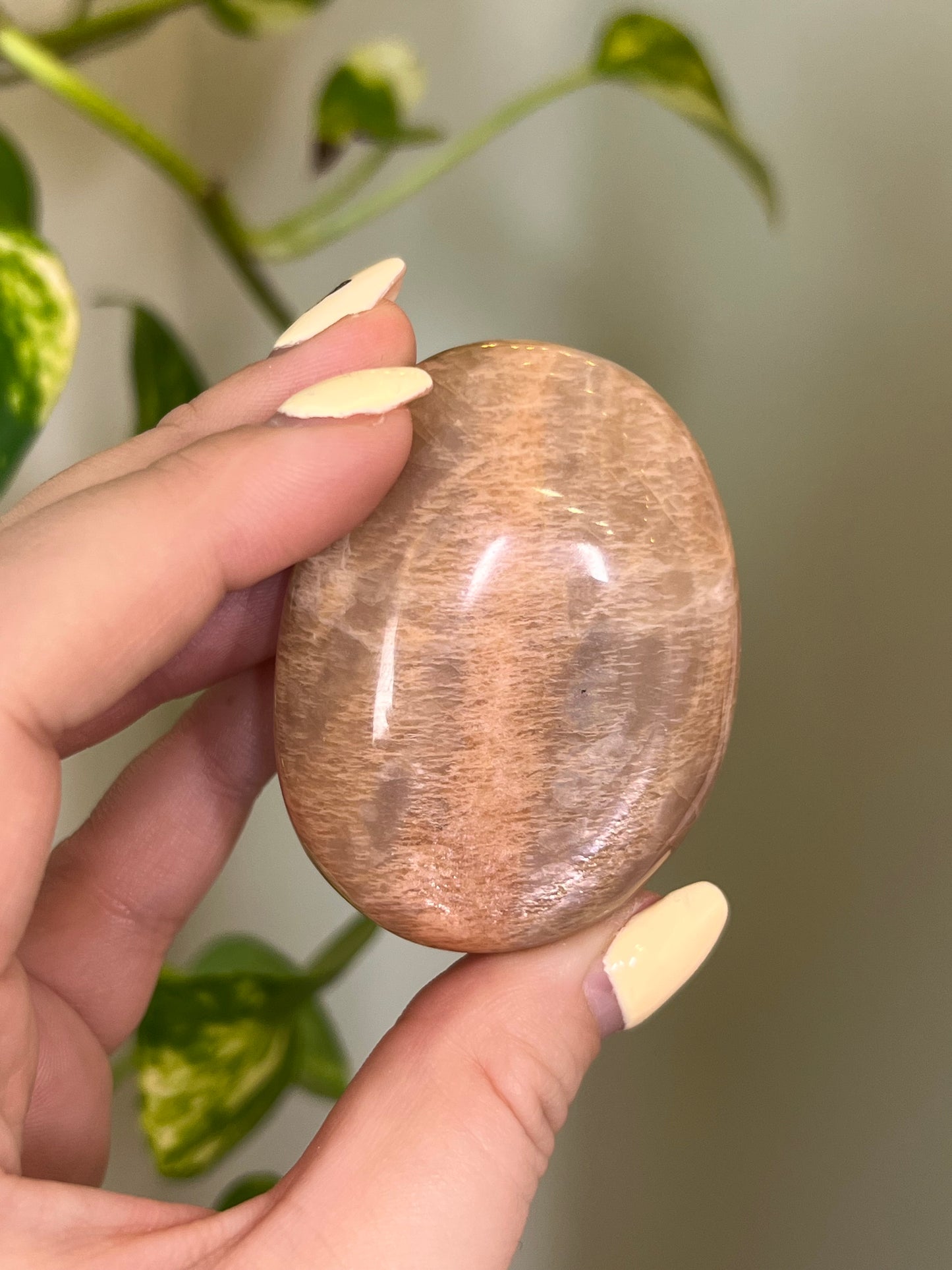 Flashy Apricot-Peach Moonstone Palm - H