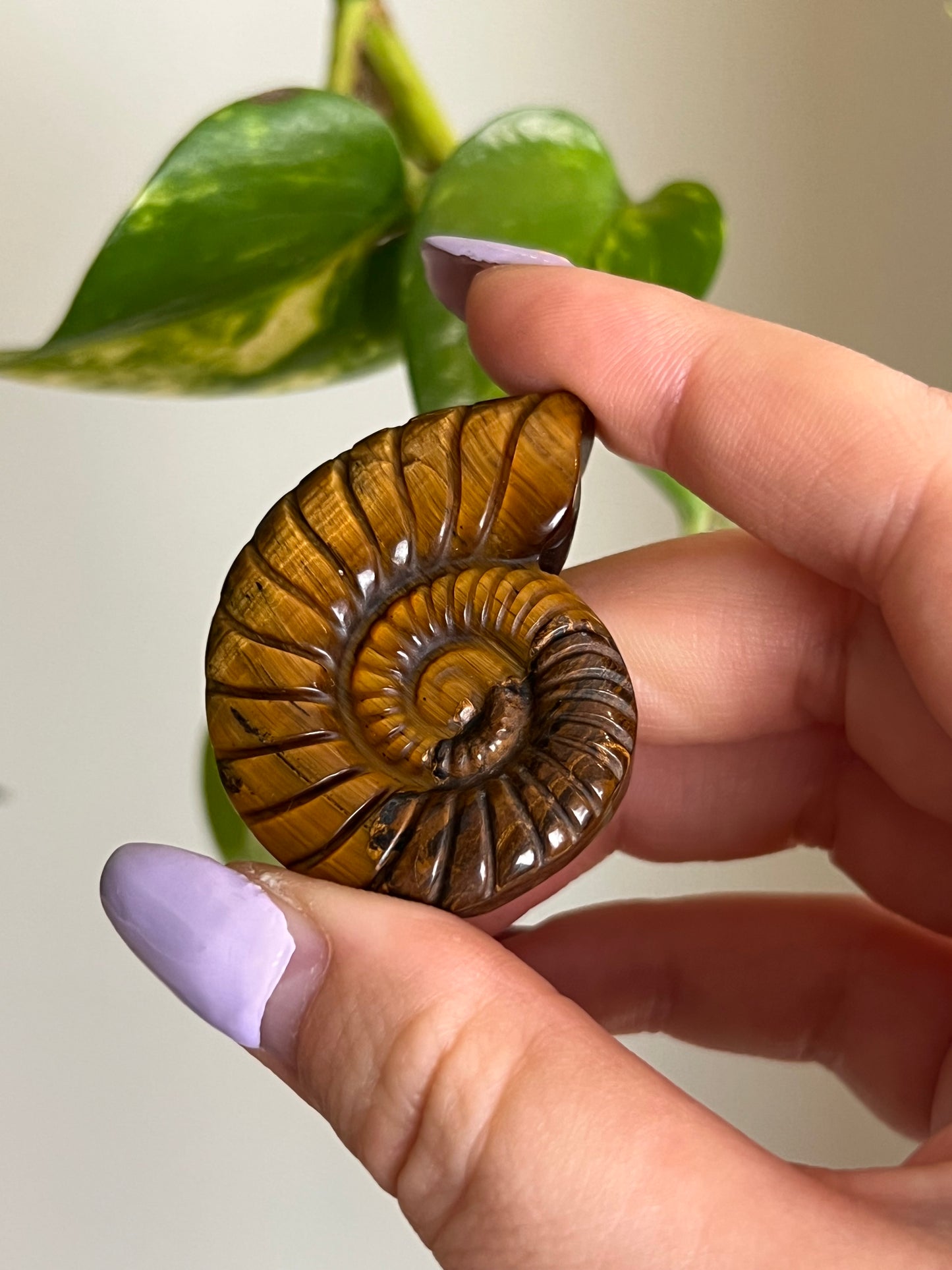 Tigers Eye Ammonite Carving