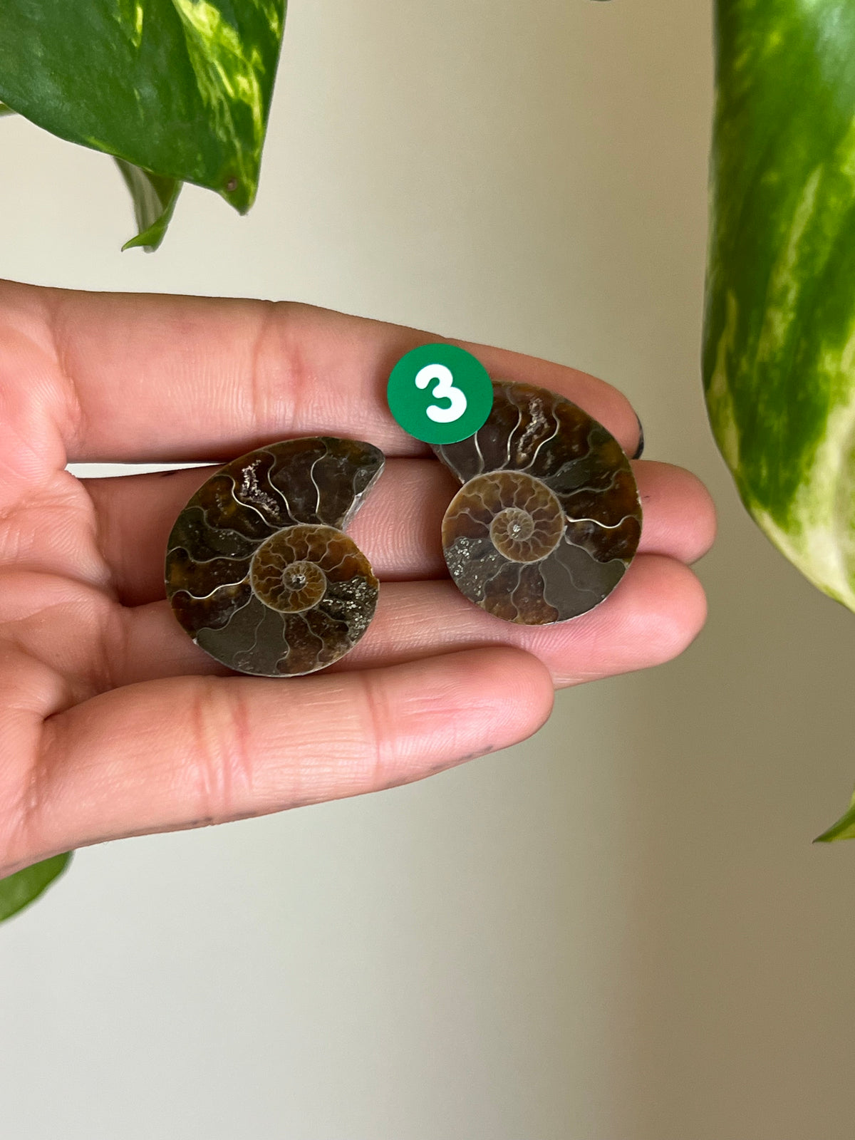 Ammonite Fossil Matching Set - 3
