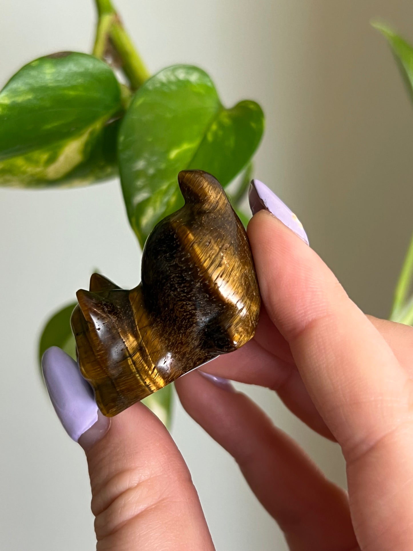 Tigers Eye Playful Cat