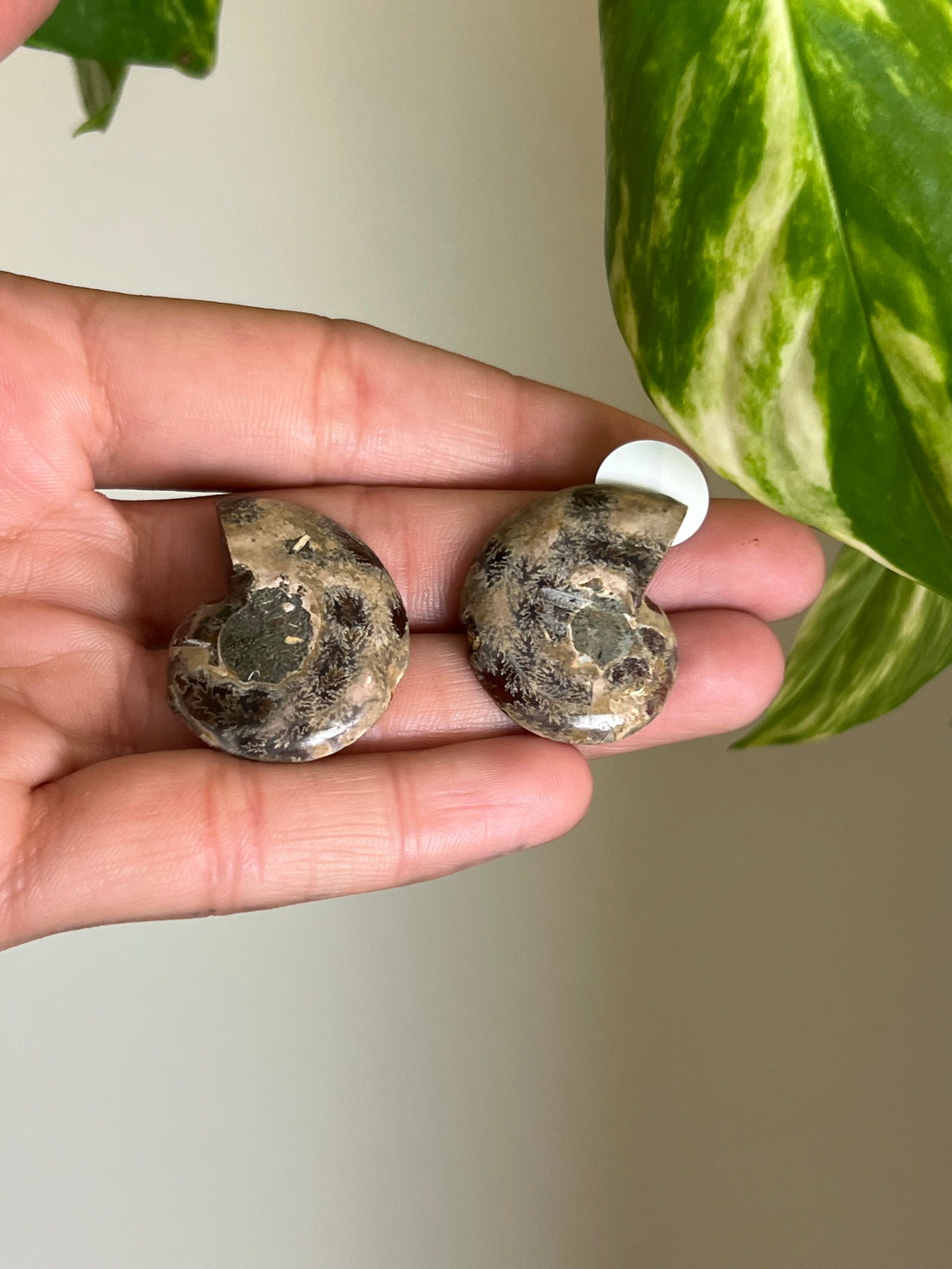 Ammonite Fossil Matching Set - 2