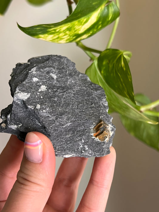 Pyrite on Matrix - Ontario - Z