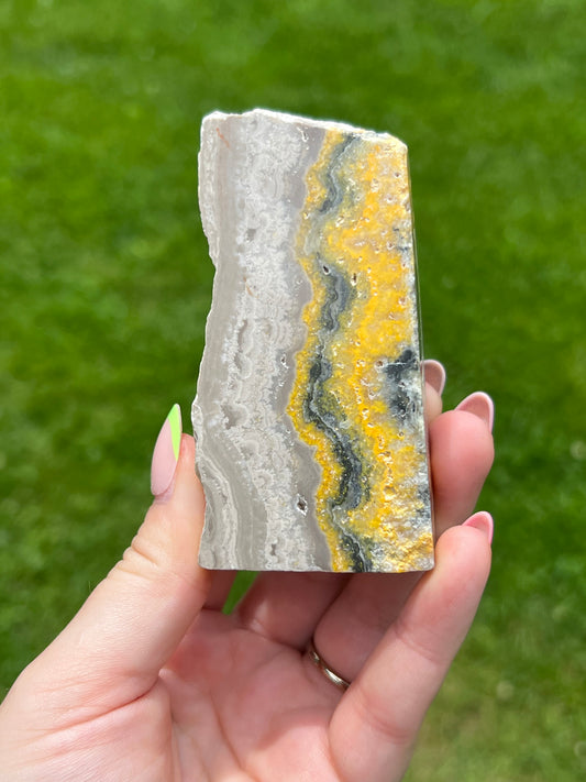 Bumblebee Jasper Freeform 🐝