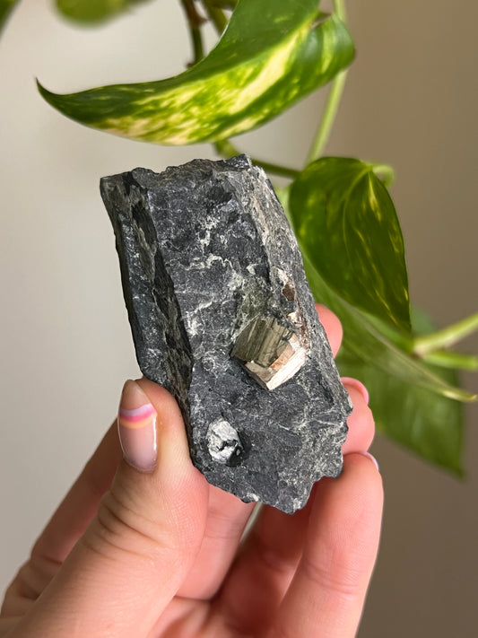 Pyrite on Matrix - Ontario - P
