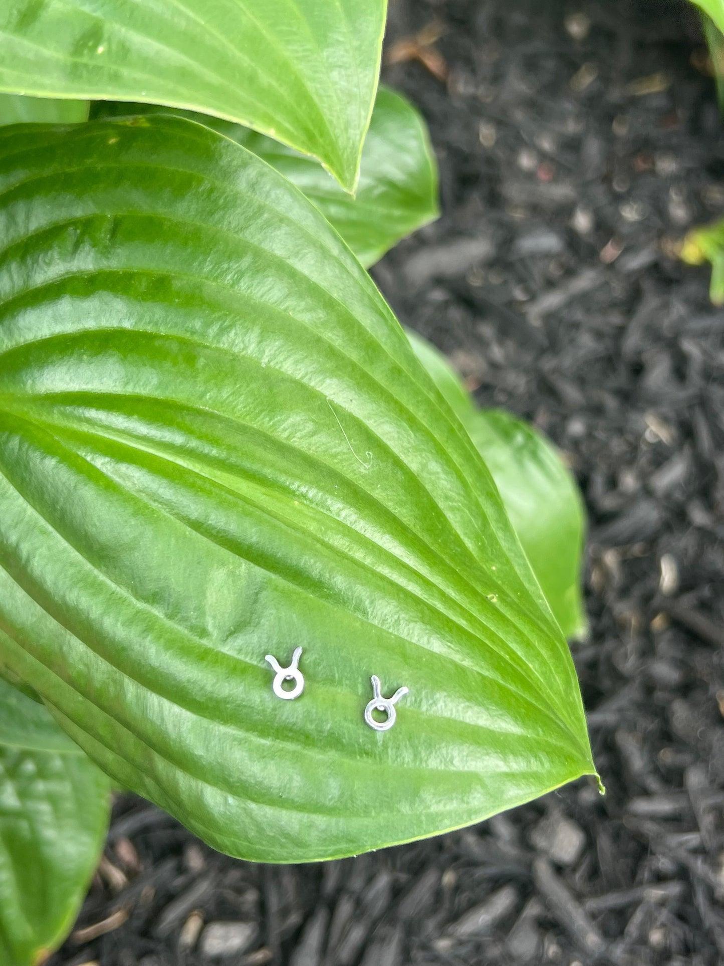 Taurus Silver Zodiac Sign Studs ♉️