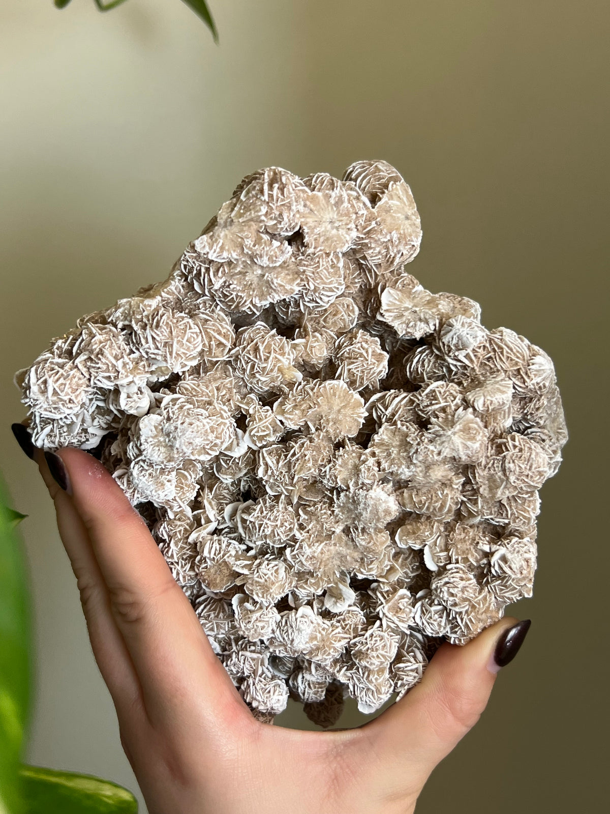 Desert Rose Selenite