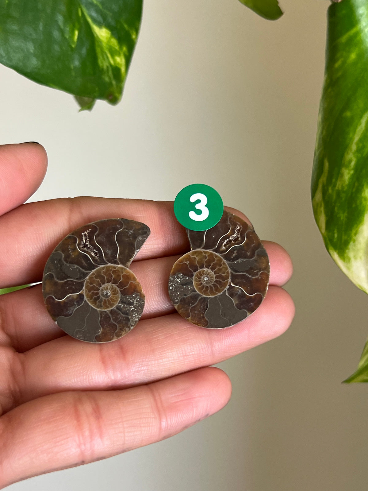Ammonite Fossil Matching Set - 3