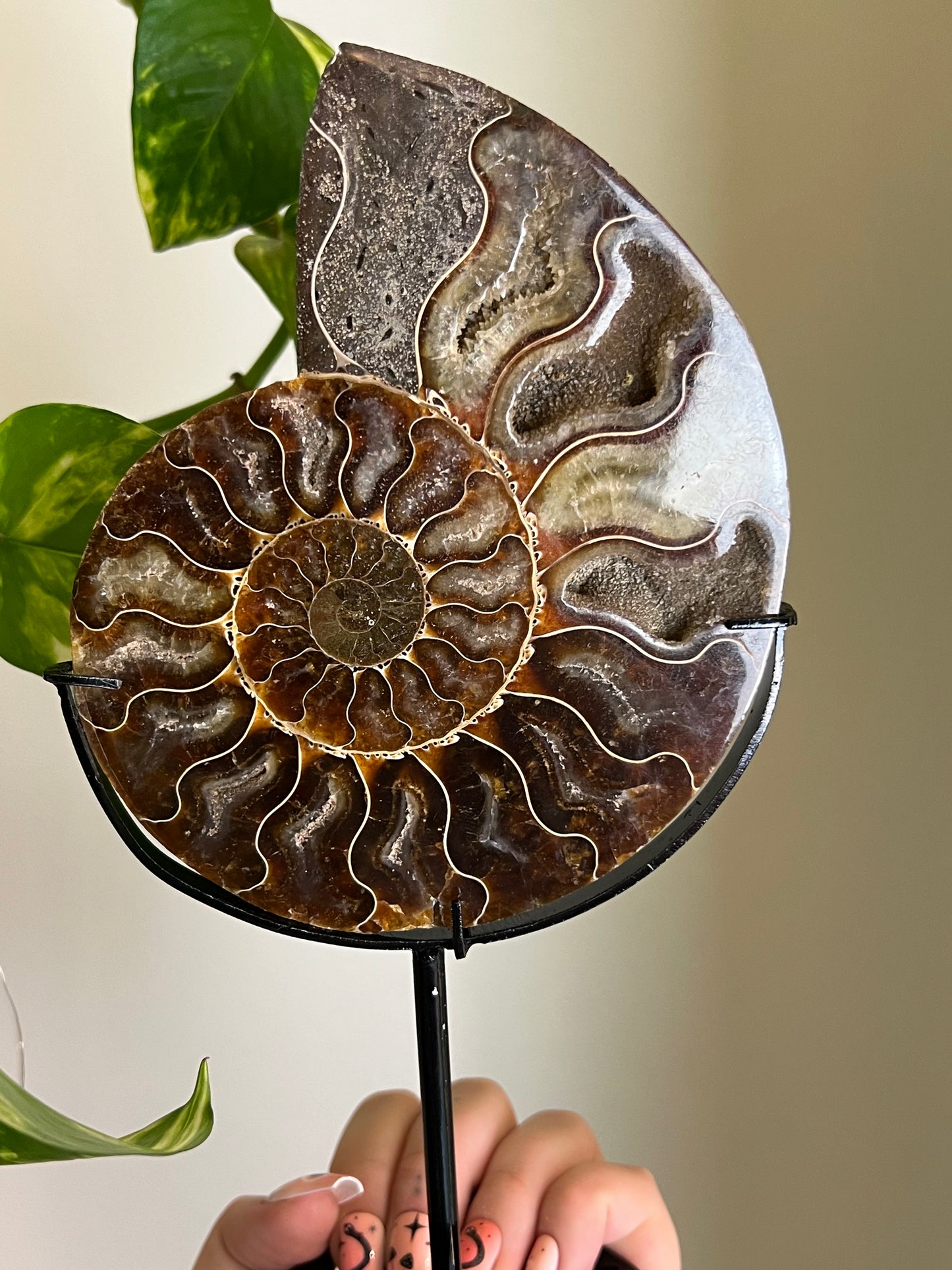 Ammonite Druzy Fossil on Stand