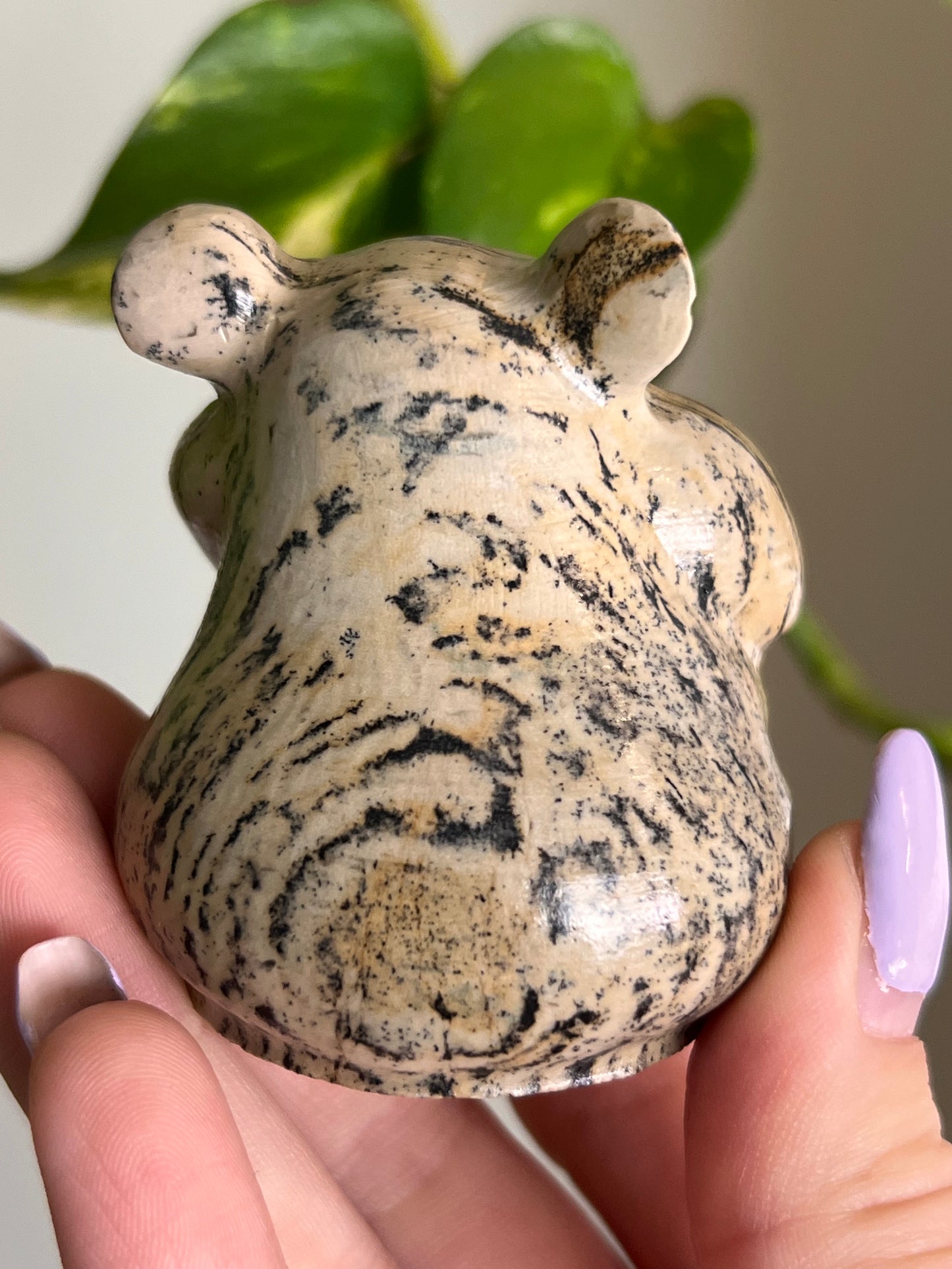 Picture Jasper Hamster