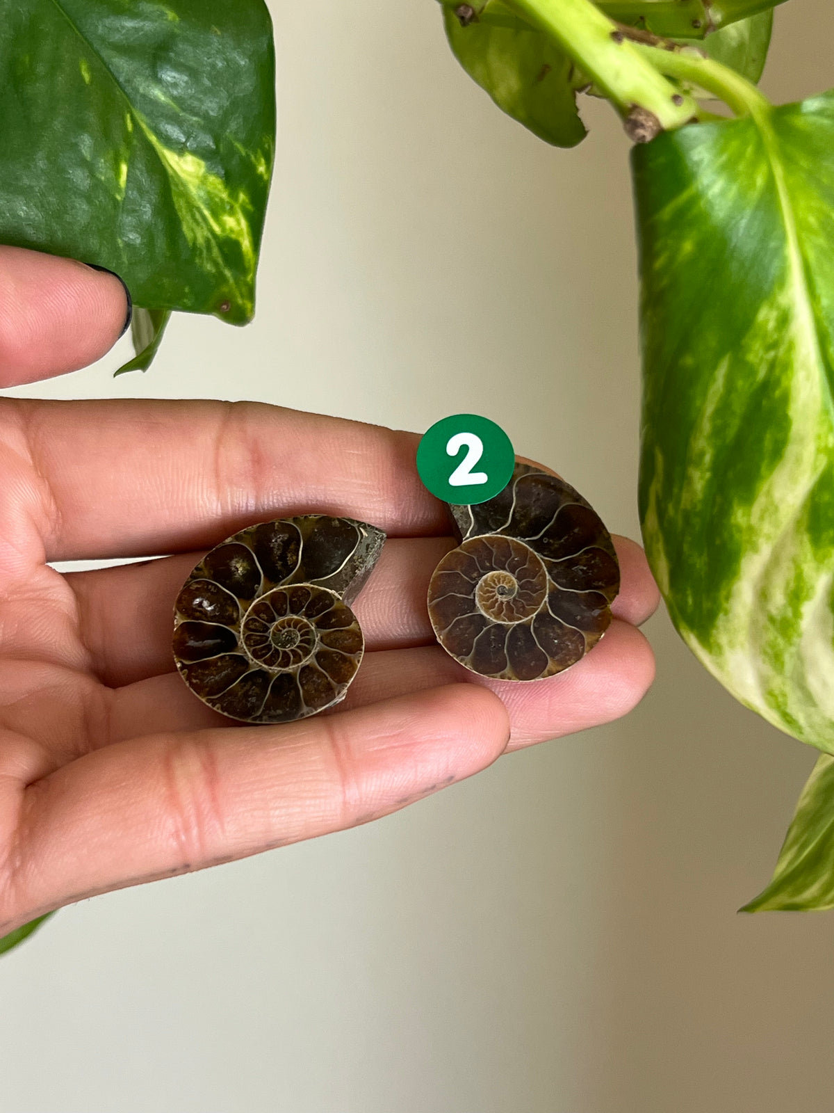Ammonite Fossil Matching Set - 2