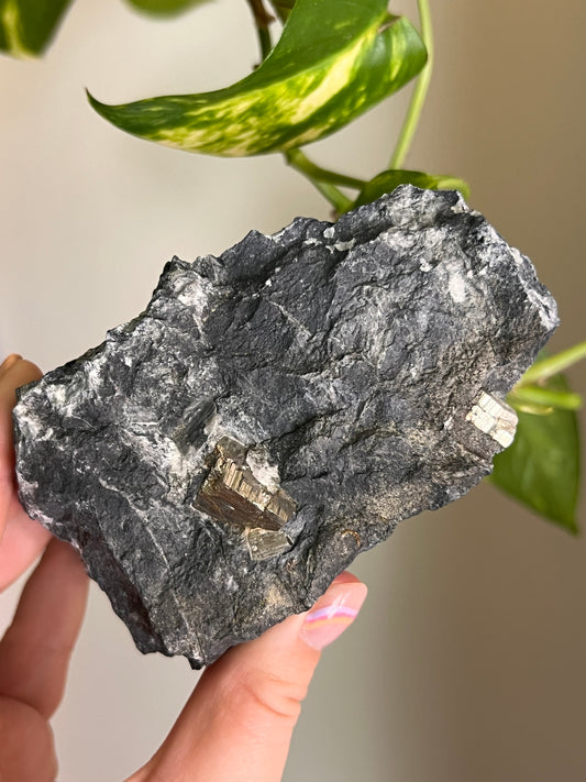 Pyrite on Matrix - Ontario - Large
