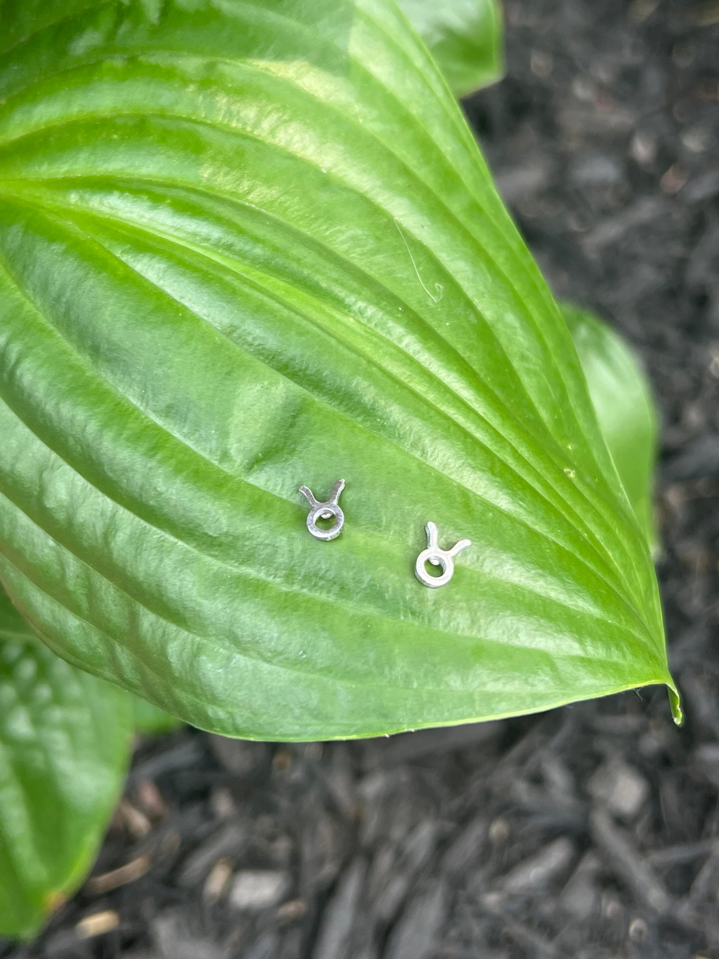 Taurus Silver Zodiac Sign Studs ♉️