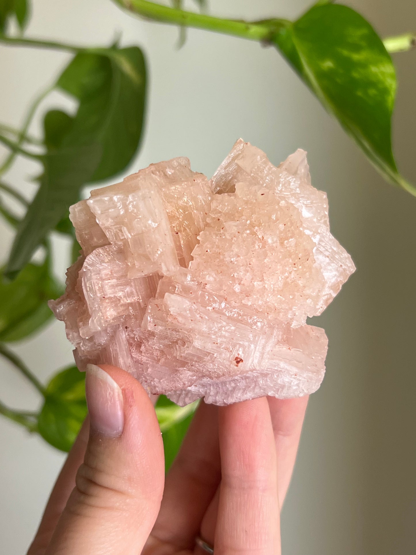 Pink Halite "Flower" Cluster 🌸