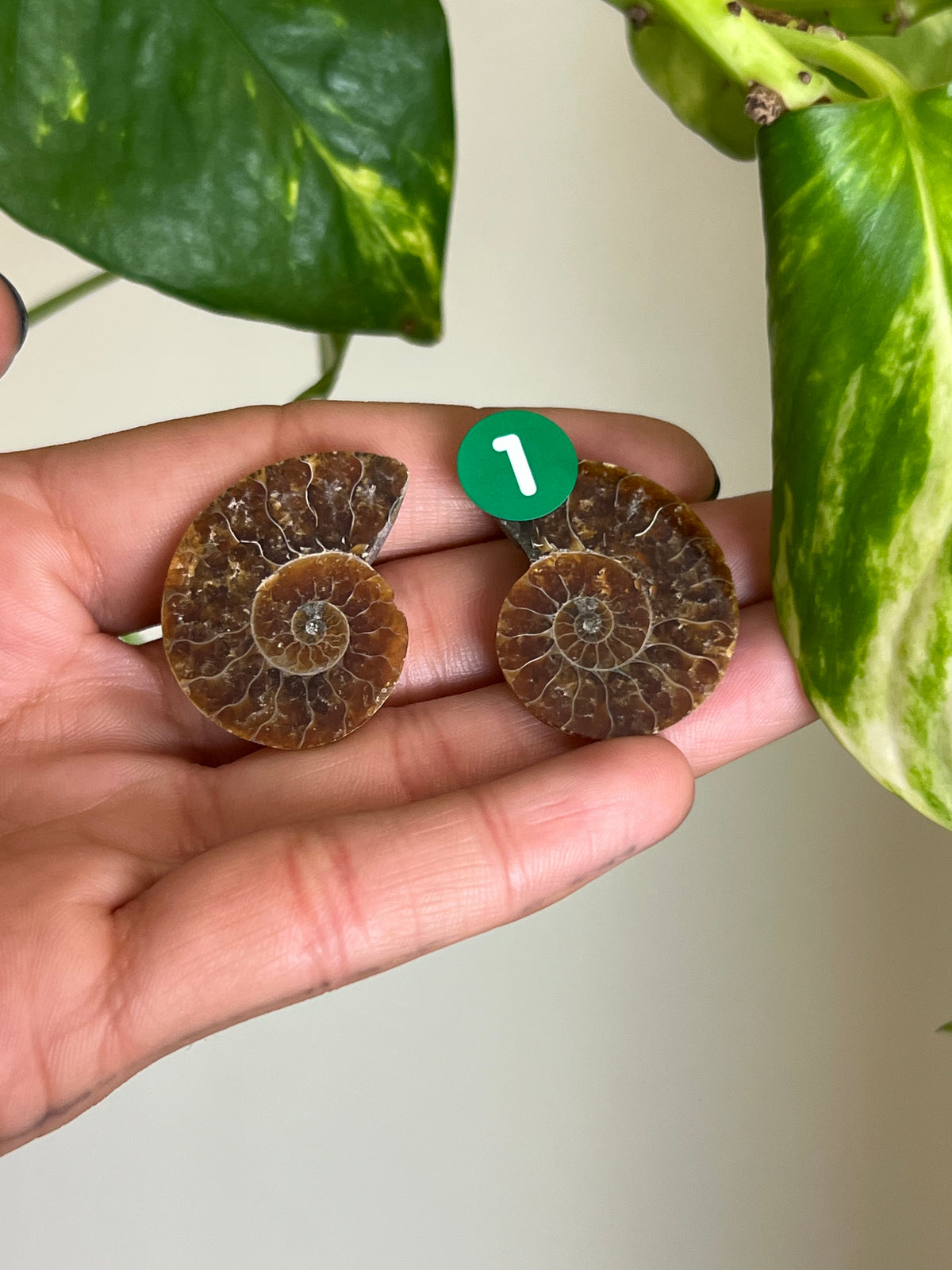 Ammonite Fossil Matching Set - 1