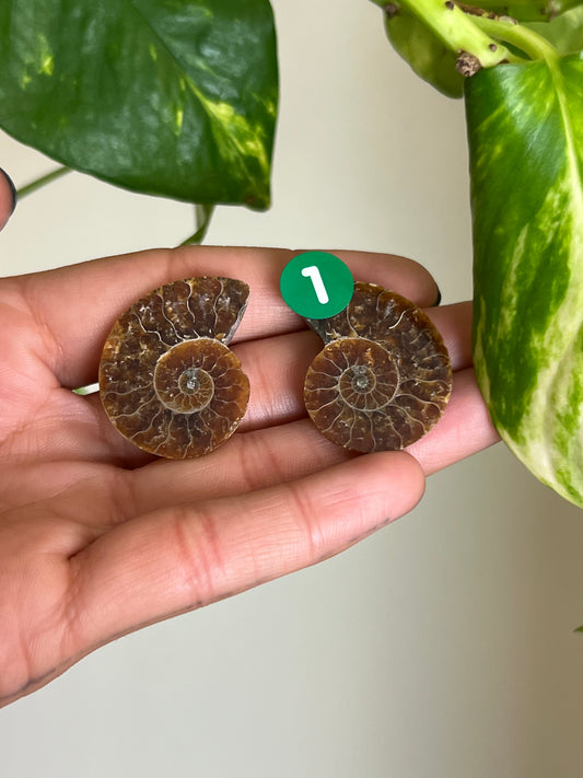 Ammonite Fossil Matching Set - 1
