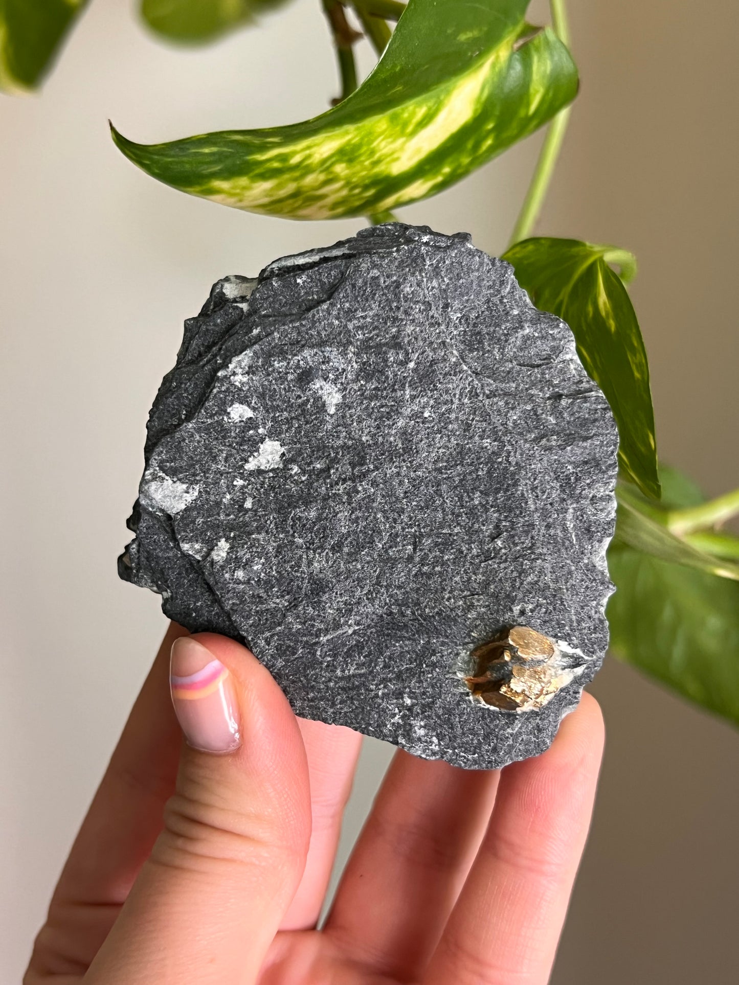 Pyrite on Matrix - Ontario - Z