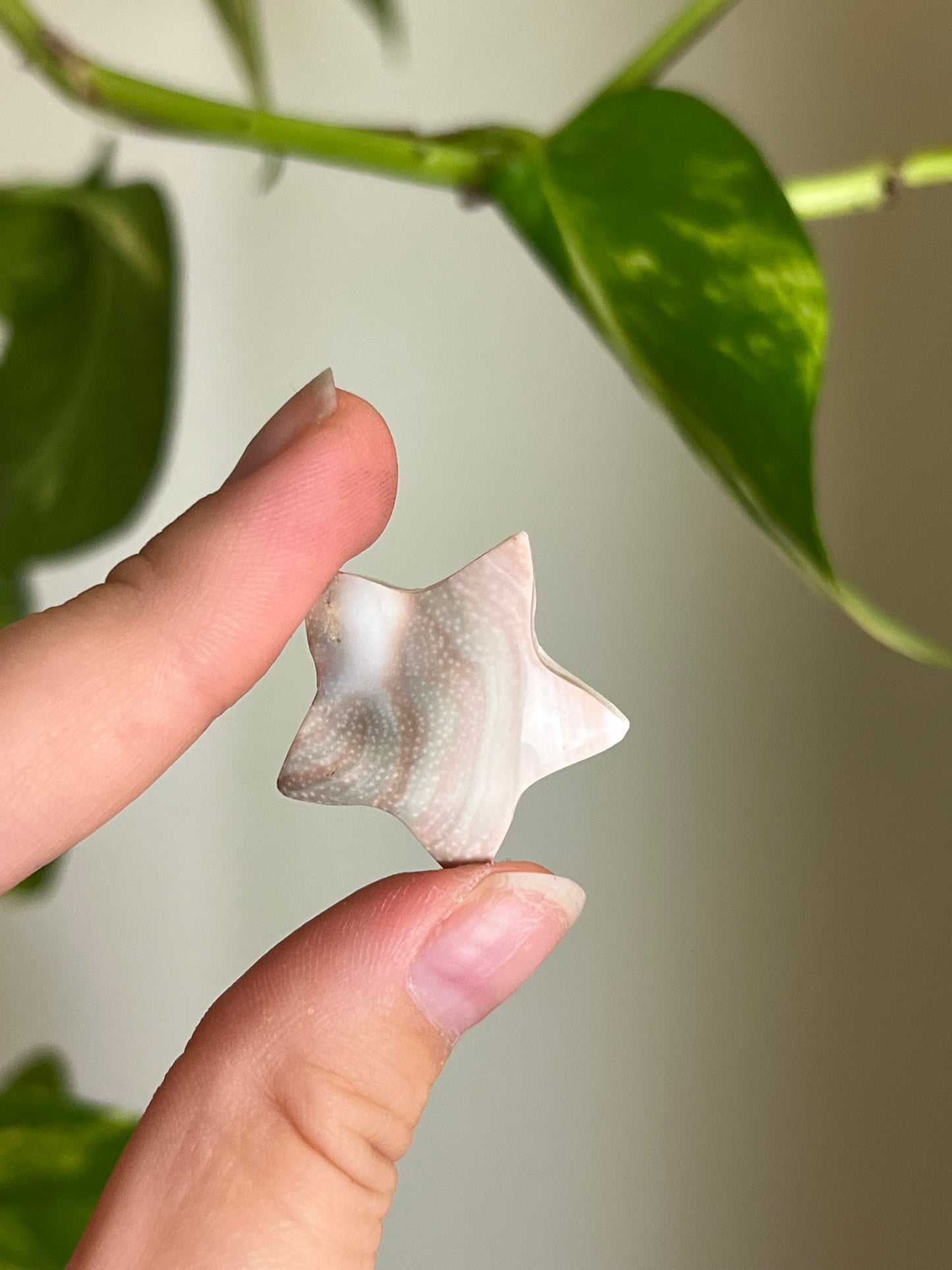 Pacific Cats Eye Shell Stars