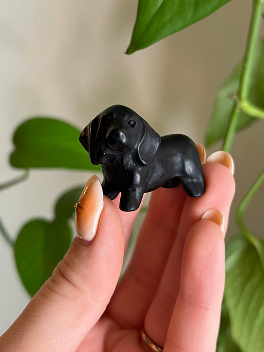 Black Obsidian Dachshund/Wiener Doggo