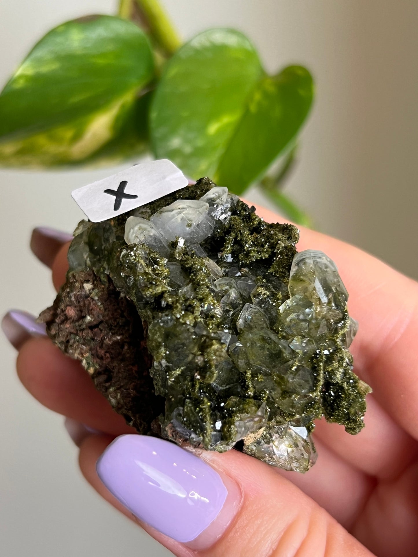 Forest Epidote Quartz Cluster - X