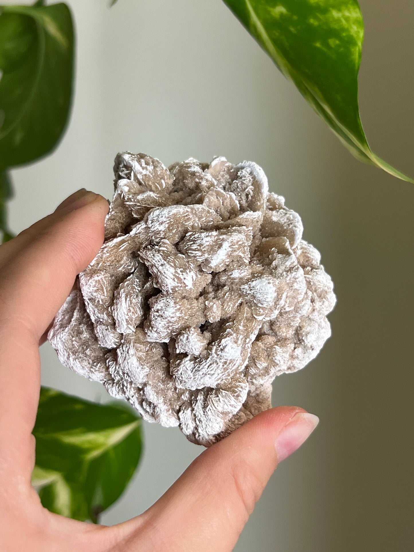 Desert Rose Selenite Cluster