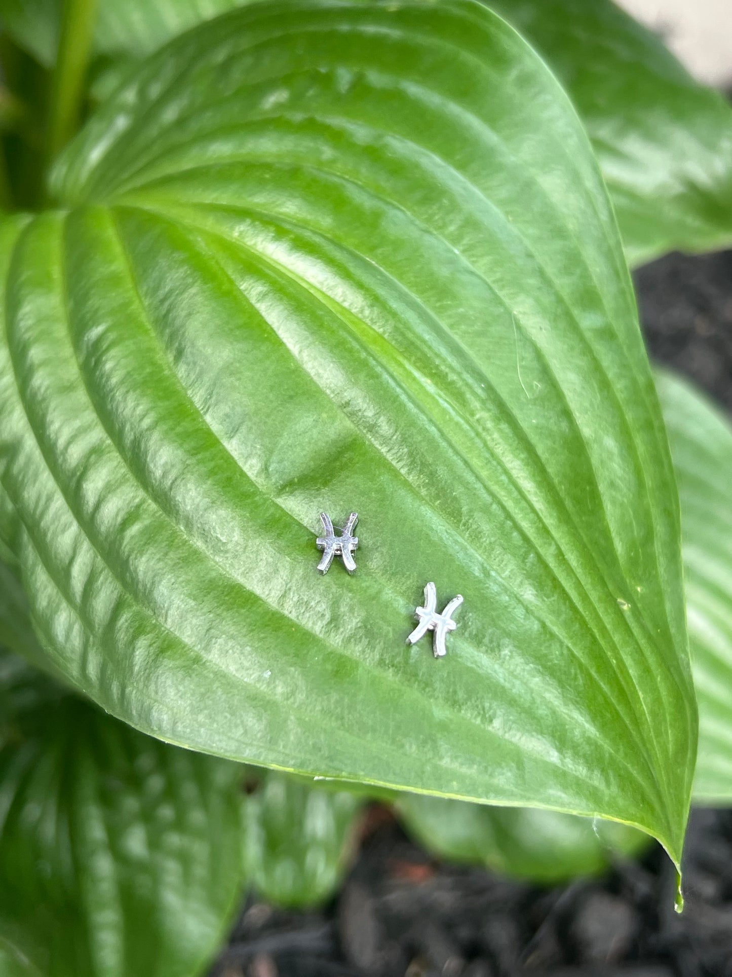 Pisces Silver Zodiac Sign Studs ♓️