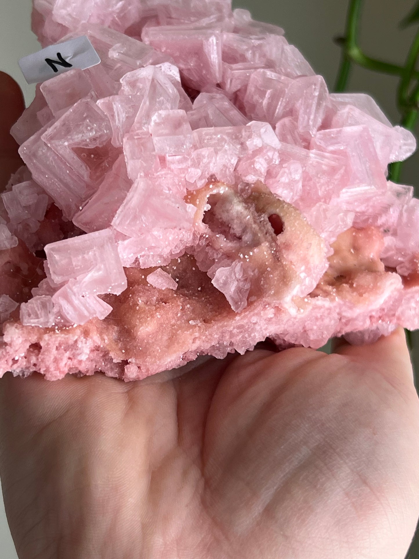 Pink Halite Specimen - XLarge - N