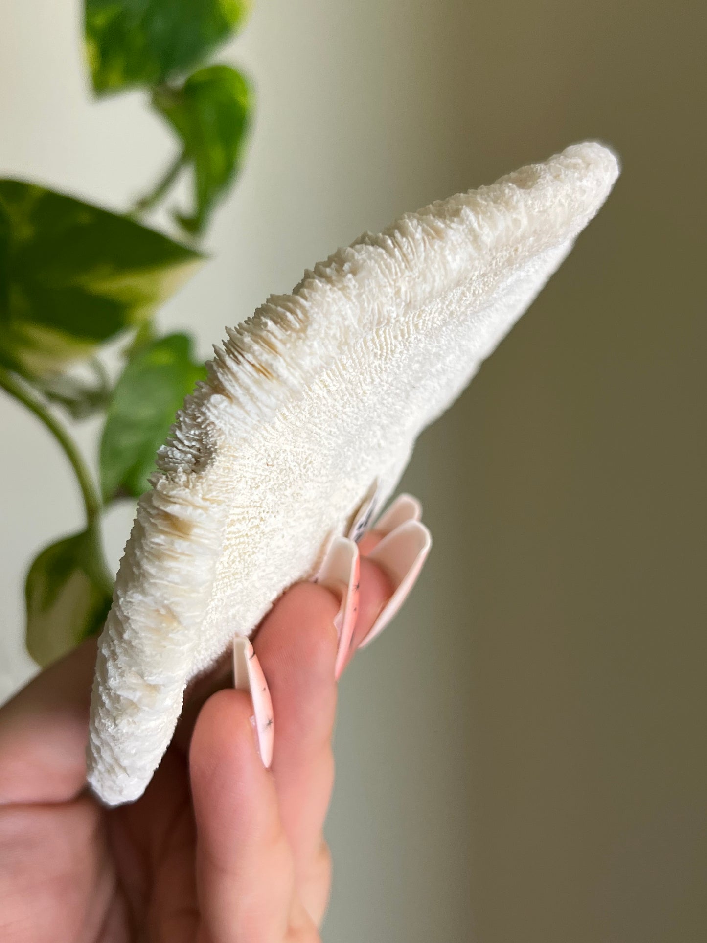 Mushroom Coral 🍄‍🟫🪸
